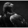 Art Prints of Golden Eagle