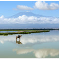 Wildebeest with Kilimanjaro