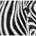 Art Prints of Zebra stripes