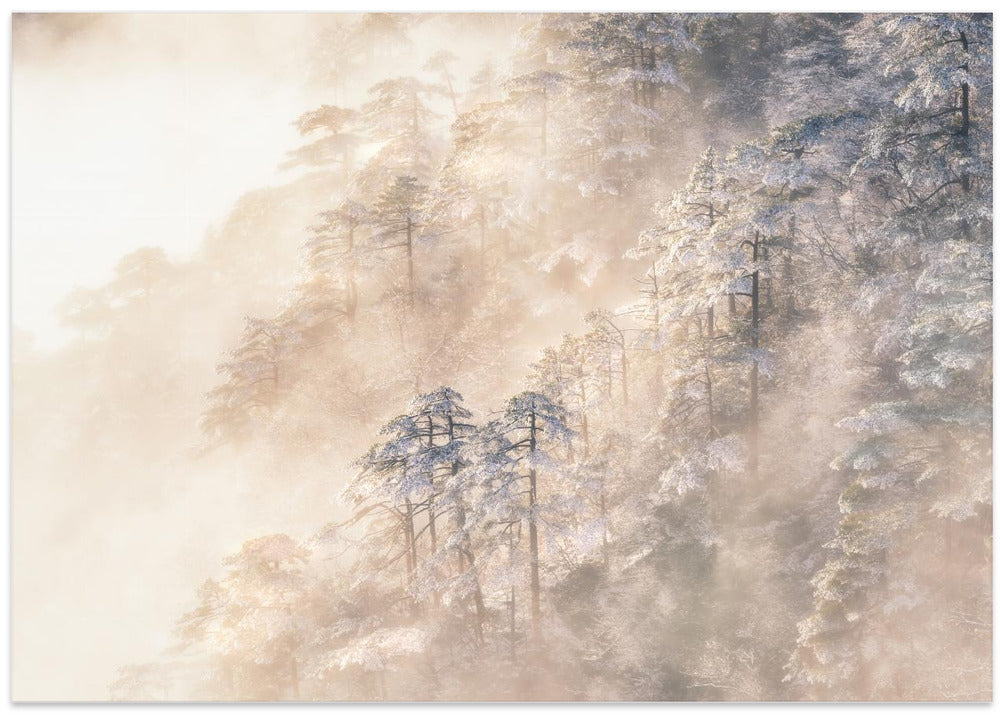 Pinus taiwanensis in the clouds.