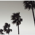 Palm_004