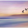 Art Prints of Seagulls over Long Beach