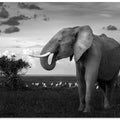 Art Prints of Beautiful Elephant