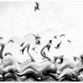 Art Prints of Swans waves
