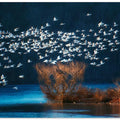 Snow Geese Migration