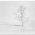 Misty winter in the Allgau
