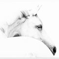 Art Prints of horse and minimalism