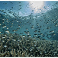 Art Prints of The Reef