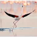 Art Prints of Flamingo dancing