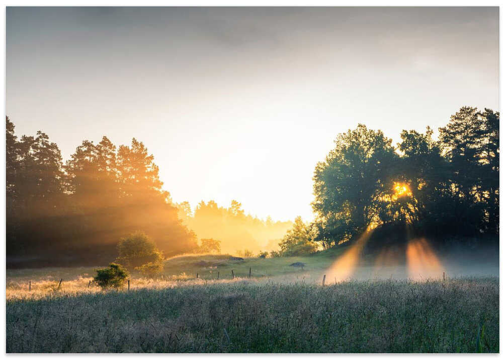 Summer field with sunrays
