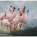 Art Prints of Lesser Flamingo Summit