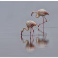 Art Prints of Flamingos