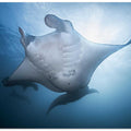 Manta Mother