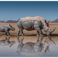 Art Prints of RhinosWalk