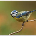 Little blue tit in spring