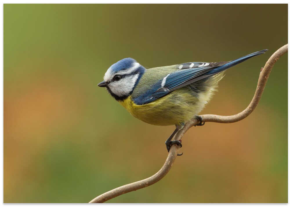 Little blue tit in spring