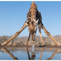 Art Prints of Giraffe drinking water