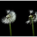 dandelion flower sequenz