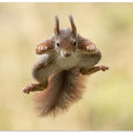 Art Prints of Squirrel ninja