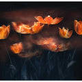 Tulips on Fire