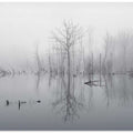 Flooded landscape in fog
