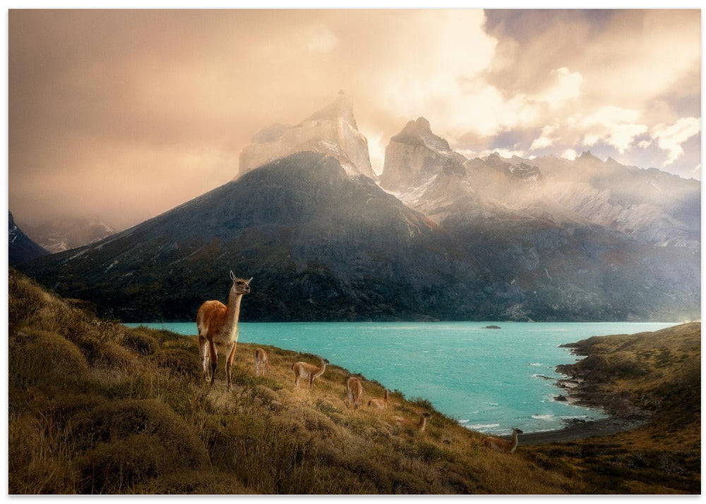 Alpaca at Torres del Paine II