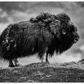 male Musk ox