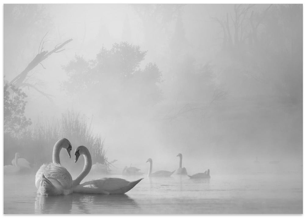 morning fog on swan lake