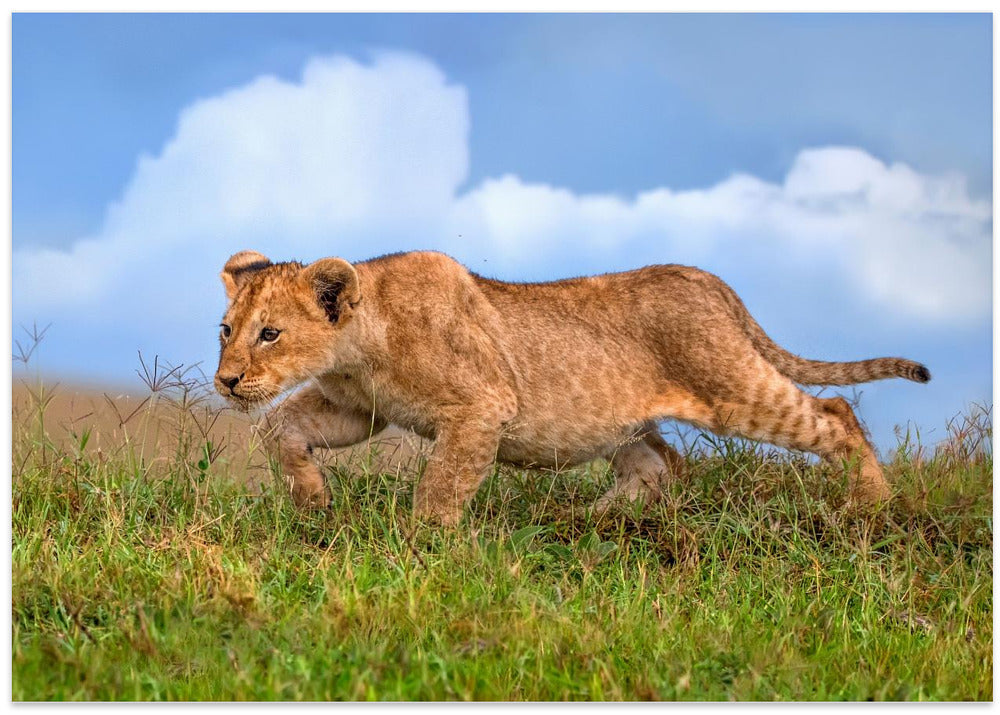 Art Prints of Lion cub on the prowl
