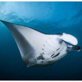 Majestic manta