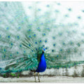 Art Prints of Peacock