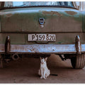 Cuban Cat with Car