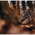 Art Prints of Eurasian eagle-owl (Bubo bubo)
