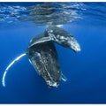 Humpback whales