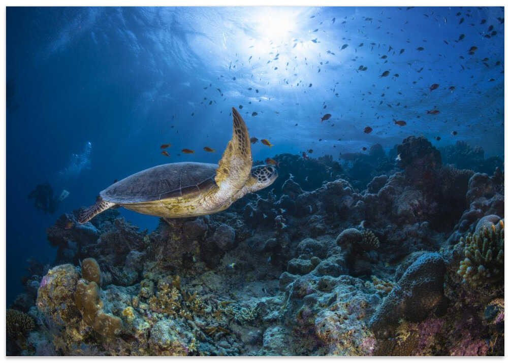 Sunlight and green turtle