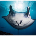 manta ray