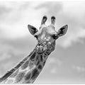 The giraffe - Wildlife V