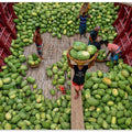 Unloading watermelons