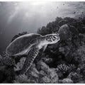 Green turtle in black and white