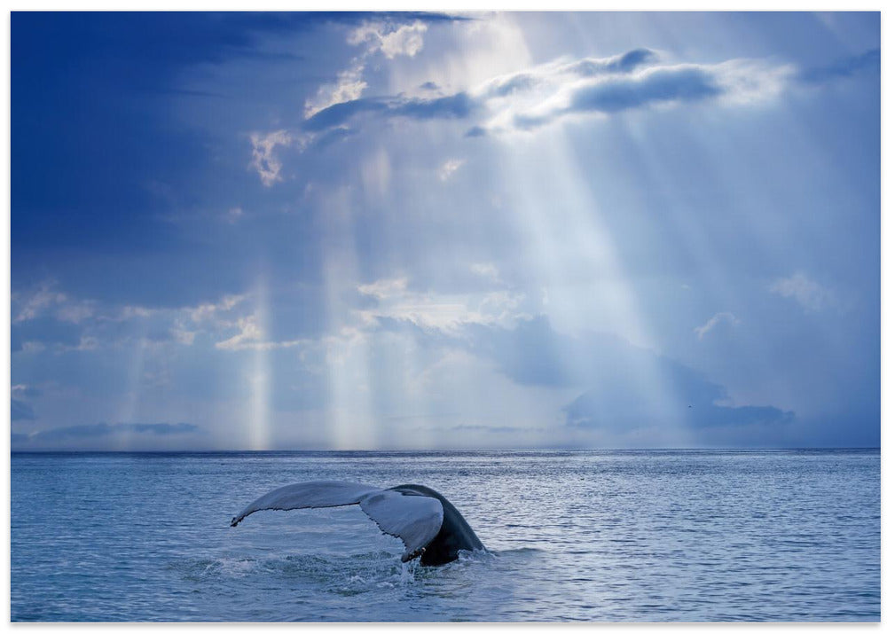 Whale and sun rays