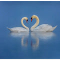 Art Prints of Swan's Love