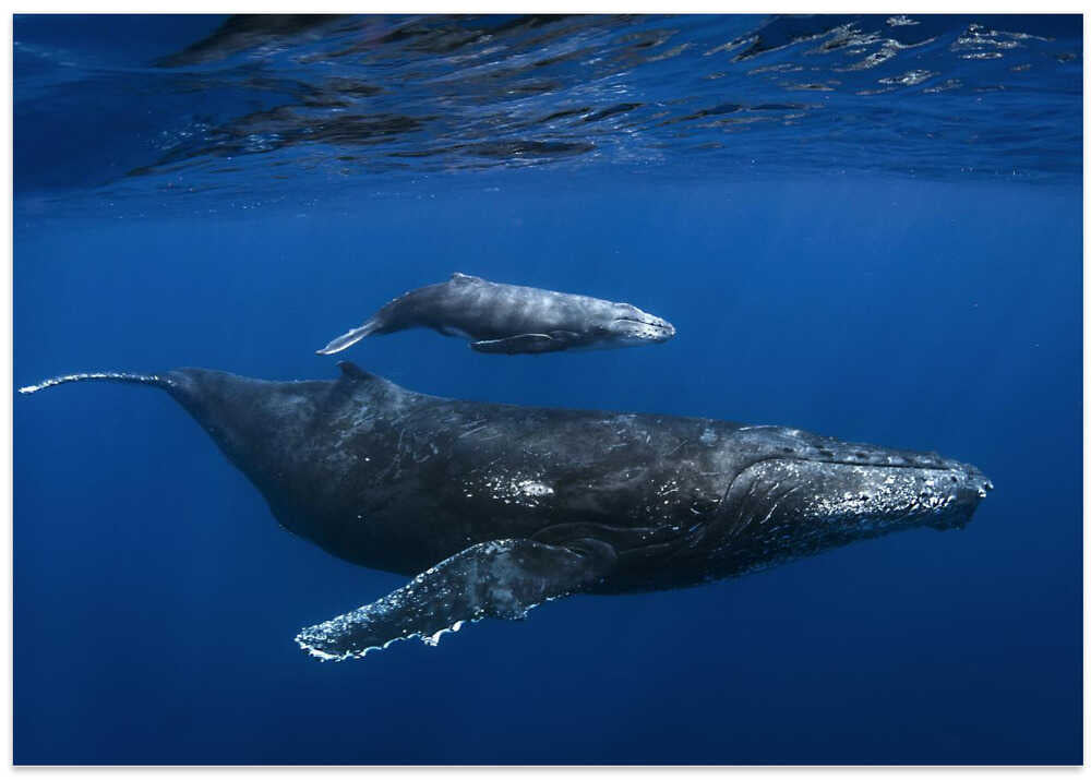 Humpback whales