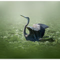Art Prints of blue heron in a green dream