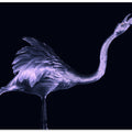 Art Prints of Silver Flamingo
