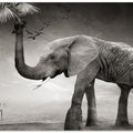 Art Prints of The story of elephants