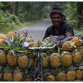 Pineapple farmer