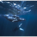 Humpback Whale on the blue