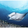 Manta