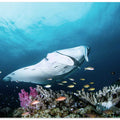 Manta on the reef