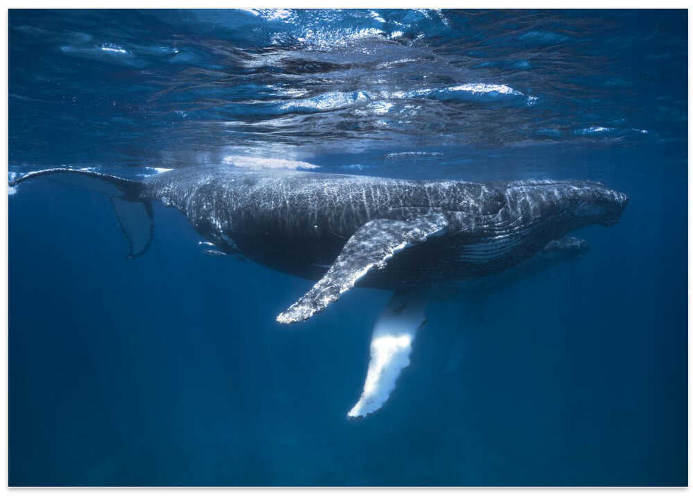 Humpback Whale Escort
